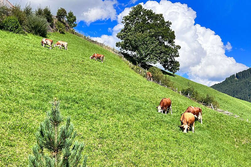Cows in the alpine meadow